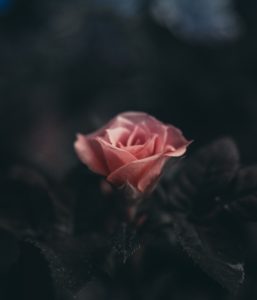 Dark-Rose