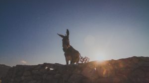 Donkey-Sun