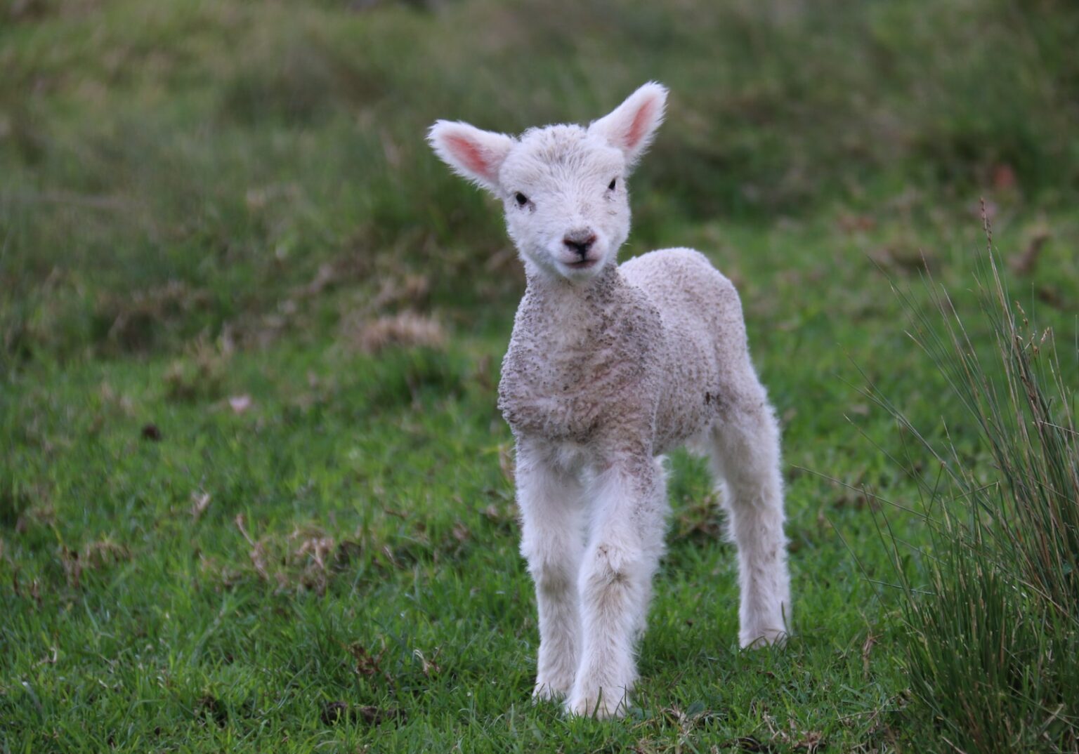 white and gray sheep lamb