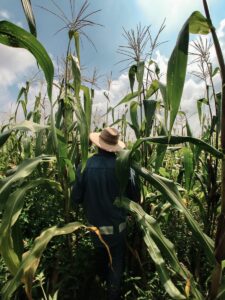 woman in blue long sleeve shirt wearing brown hat standing in corn field during daytime
